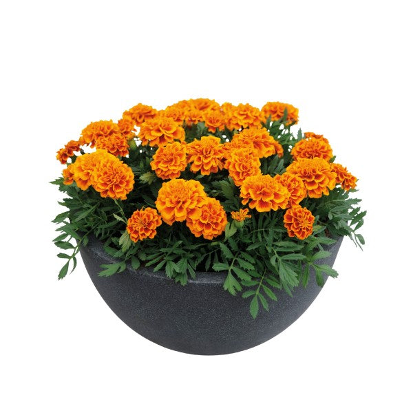 French Marigold Orange Dwarf 170+ Seeds (0.5 gm)