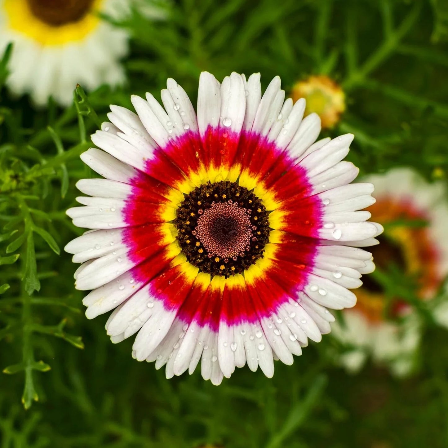 Chrysanthemum Rainbow Mix 170+ Seeds (0.5gm)