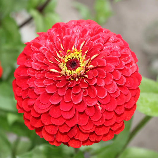 F1 Zinnia Red Dwarf 0.5gm Seeds (0104)