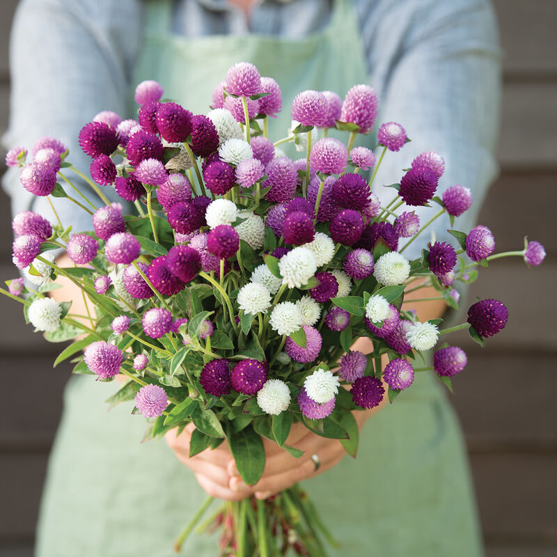 Gomphrena Tall Mix 1gm (400 Seeds)