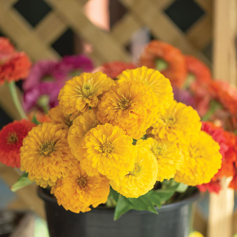 F1 Zinnia Yellow Dwarf 0.5gm (0161)