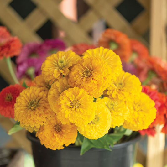 F1 Zinnia Yellow Dwarf 0.5gm (0161)