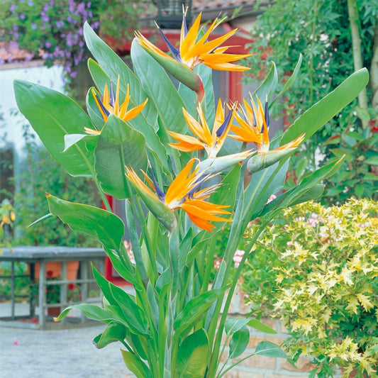Bird of Paradise 1gm (4-5 Seed)