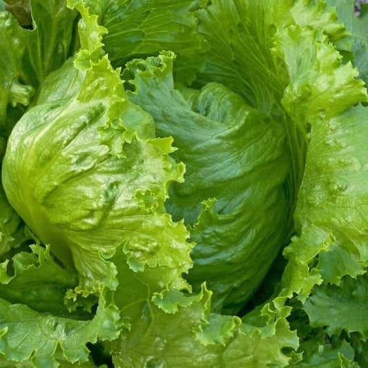 Iceberg Lettuce 500+ Seeds (0.5gm)