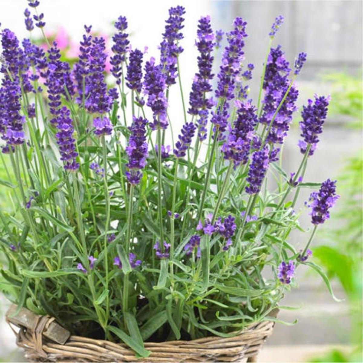Lavender 400+ Seeds (0.5gm)