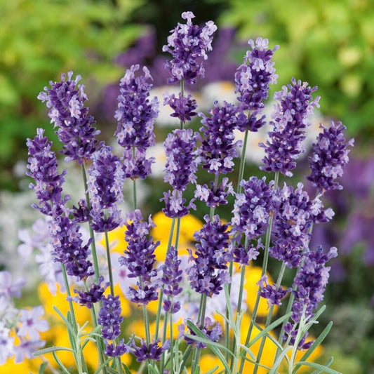Lavender 400+ Seeds (0.5gm)