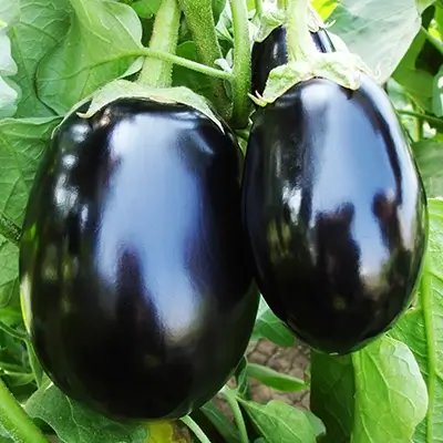 Round Brinjal 200+ Seeds (1gm)