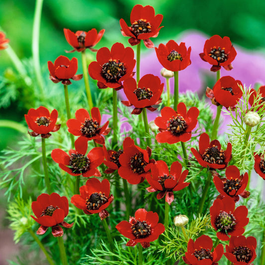 Adonis Phaesant Eye 0.5gm (0162)