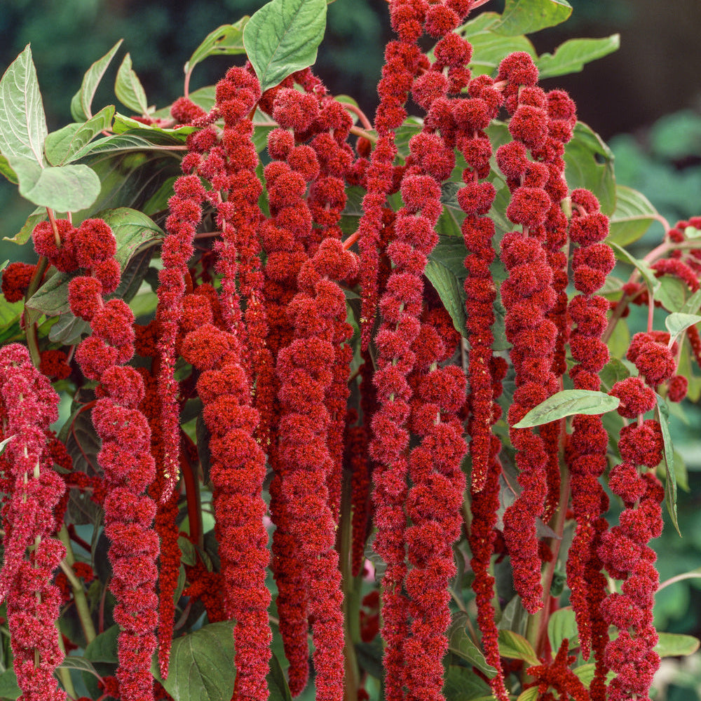 Amaranthus Love Lines 0.5gm (0160)