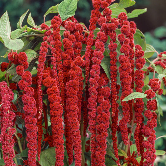 Amaranthus Love Lines 0.5gm (0160)