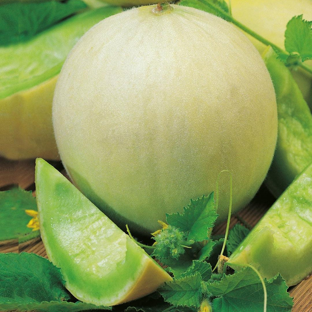 Melon Honey Dew 1gm (0163)