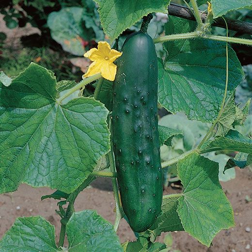 Hortus Pickling Cucumber 350+ Seeds