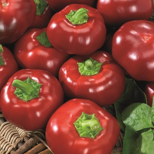 Peperone Rosso Pappers 150+ Seeds (1gm)