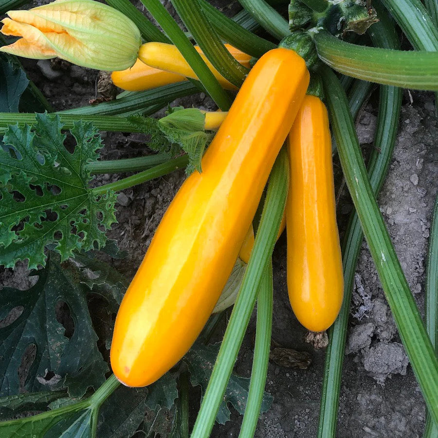 Golden Squash 2gm (0173)