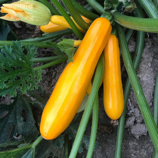 Golden Squash 2gm (0173)