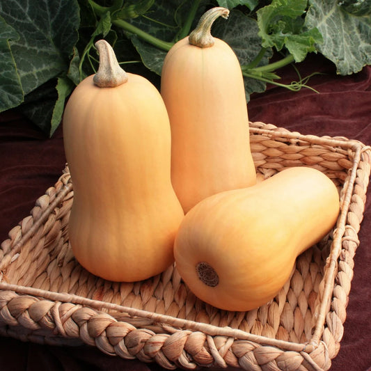 Butternut Squash 1gm (0171)