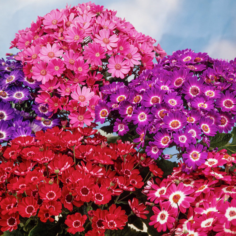 Cineraria Hybrida Mix 2000+ Seeds (0.5gm)