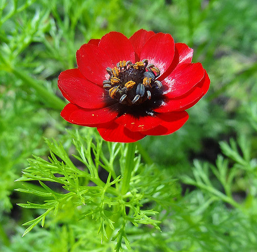 Adonis Phaesant Eye 0.5gm (0162)