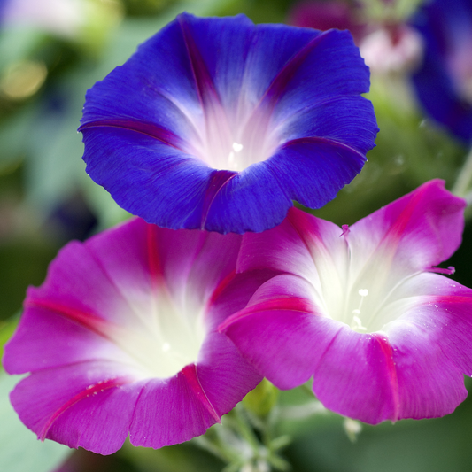 Morning Glory Tricolor Mix 2gm (0166)