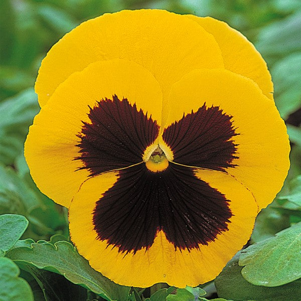 Pensy F1 Yellow Blotch (500+ Seeds)