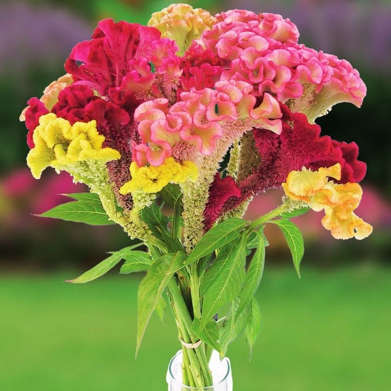 Celosia Cristata Tall 0.5gm Seeds (0128)