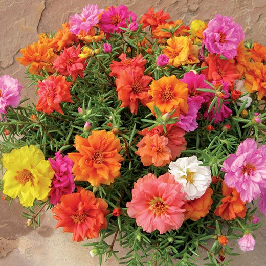 Portulaca Double 0.5gm Seeds (0110)