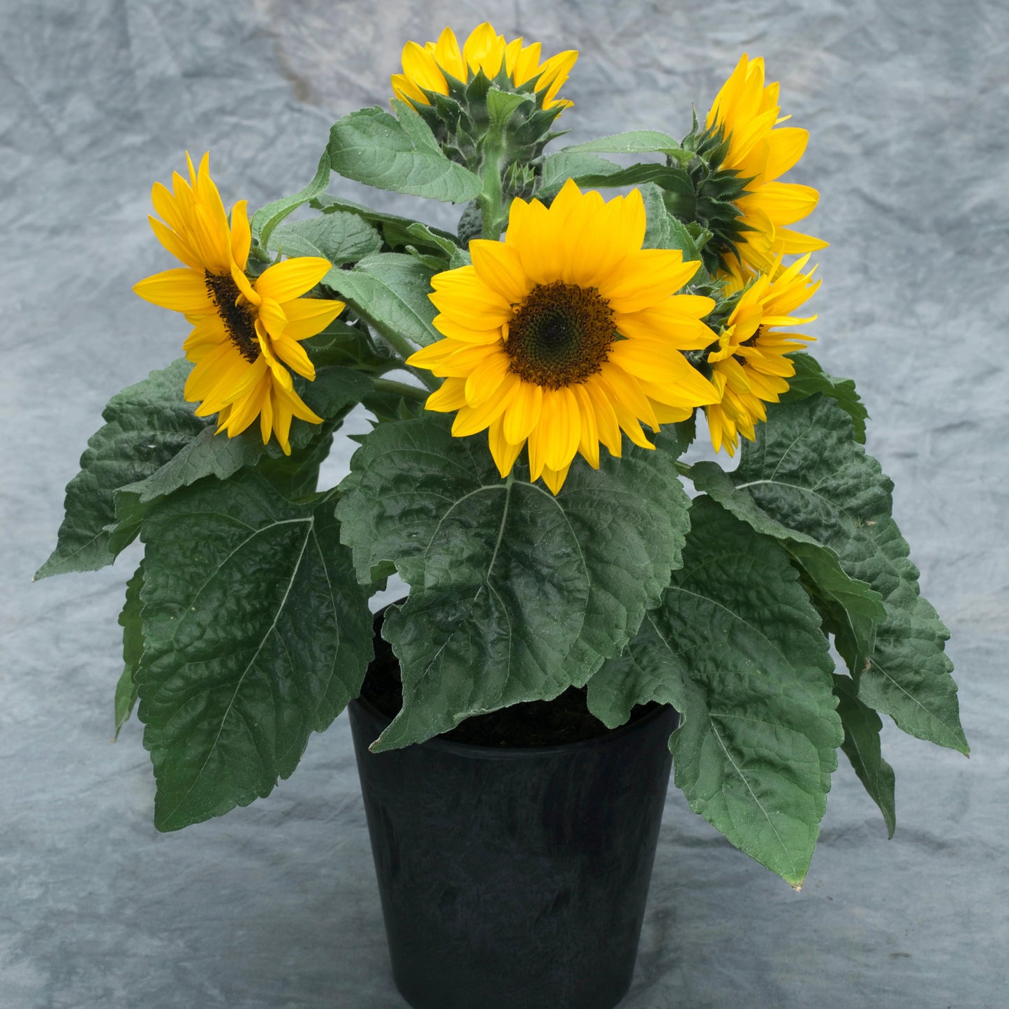 Sunflower Yellow Pygmy Dwarf 1gm (20 Seeds)