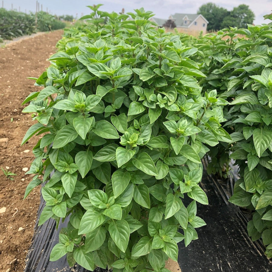 Lemon Basil 350+ Seeds (0.5gm)