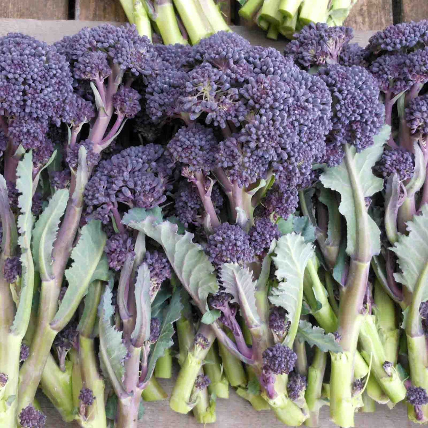Purple Broccoli 150+ Seeds (0.5gm)