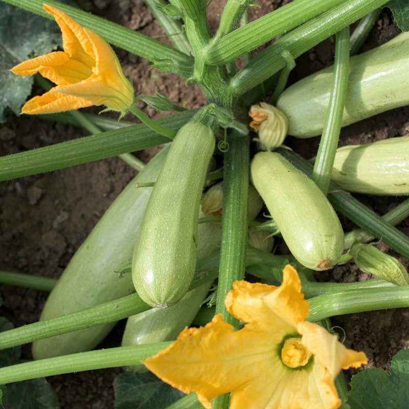 Hortus Marrow Squash 100+ Seeds