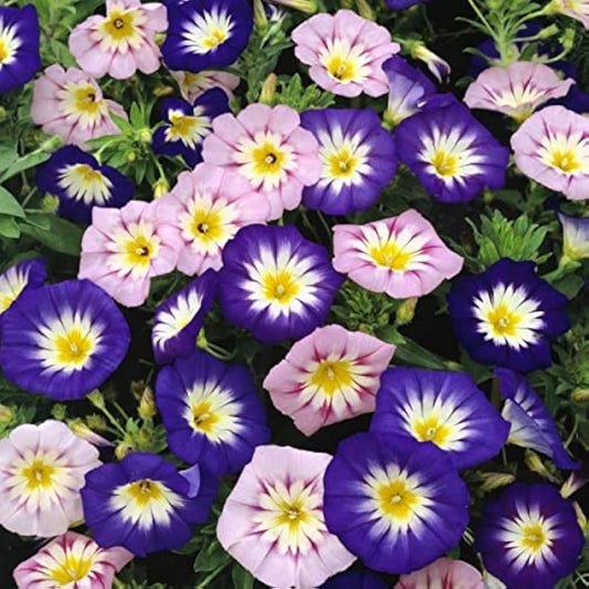 Convolvulus tricolor Mix 2gm (0167)