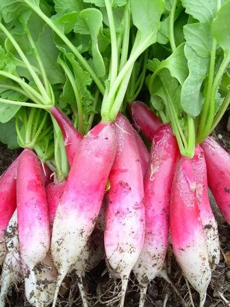 Hortus Red & White Radish (Ravanlello Flamboyant 3) 30gm