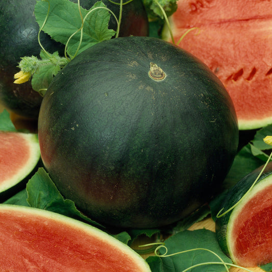 Watermelon Sugar Baby 1gm (0153)