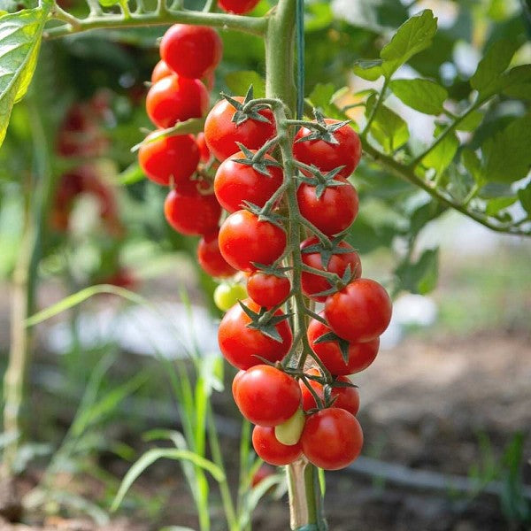 Red Cherry Tomato 300+ Seeds (1gm)