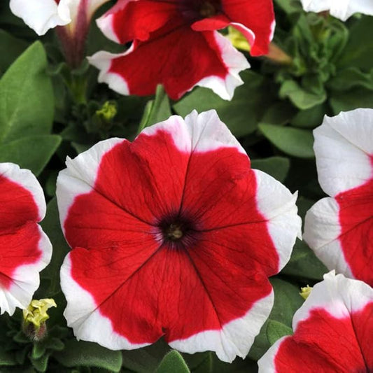 F1 Petunia Red Picotee 1000+ Seeds