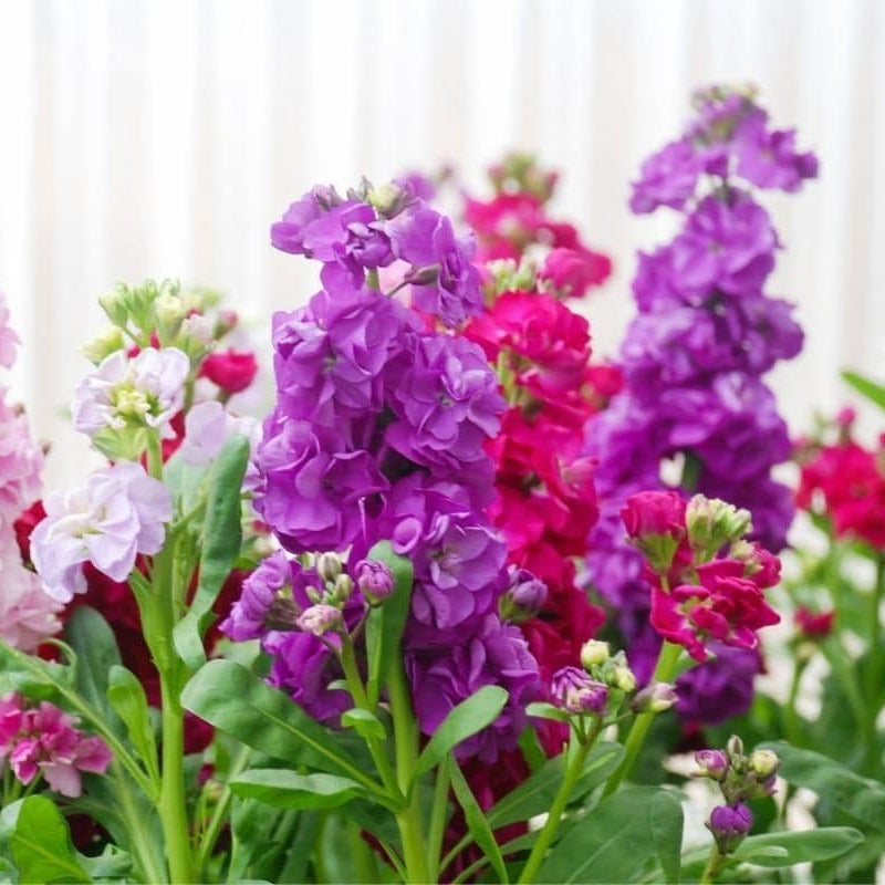 Stock Dwarf Mix 300+ Seeds (0.5gm)
