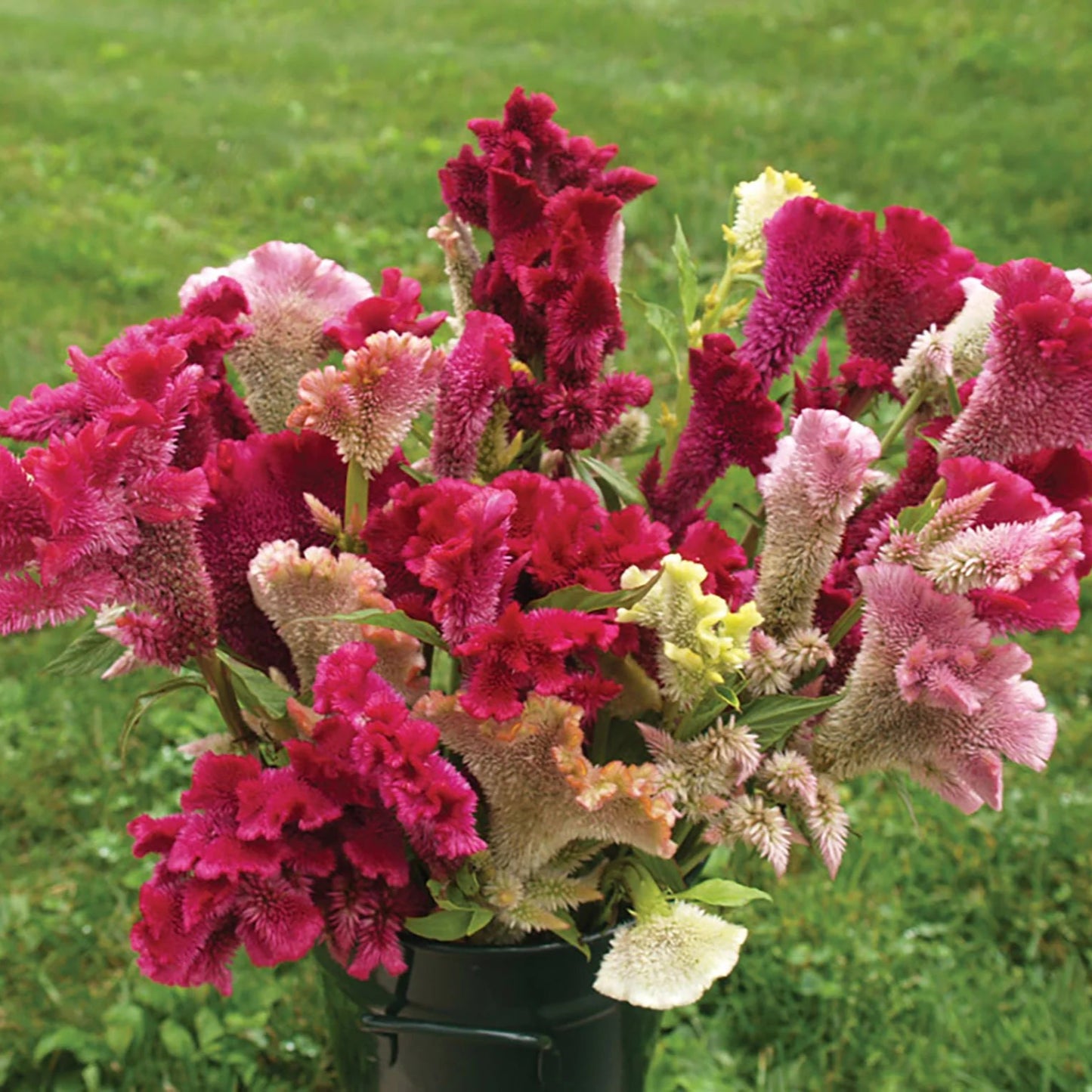 Celosia Cristata Tall 0.5gm Seeds (0128)
