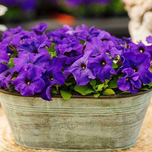 F1 Petunia Grandiflora Viola 1000+ Seeds