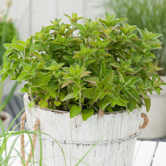 Greek Oregano 2200+ Seeds (0.25gm)