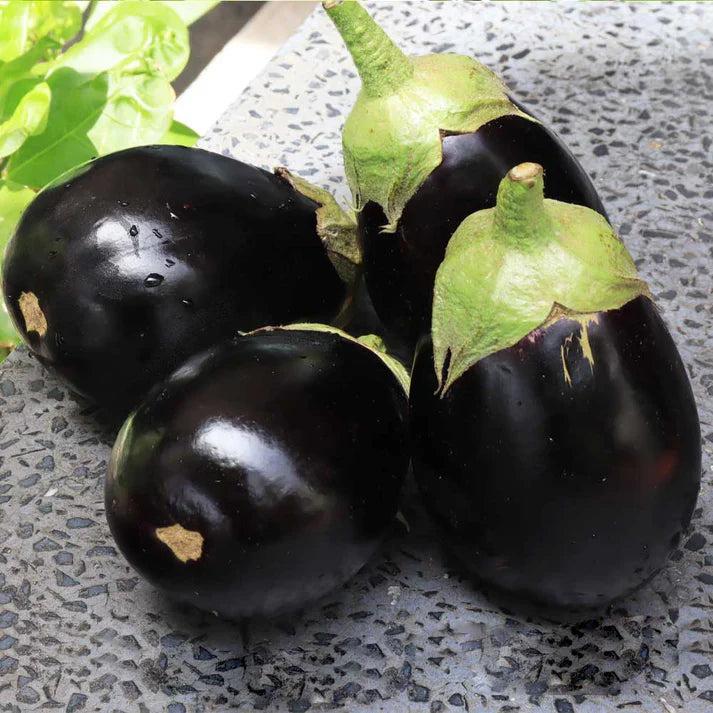 Round Brinjal 200+ Seeds (1gm)
