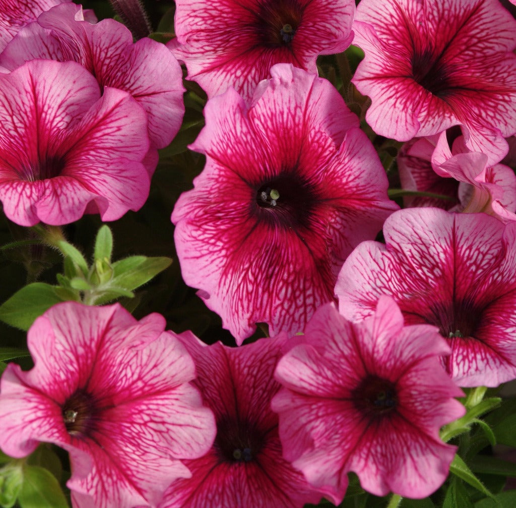 F1 Petunia Red Veined 1000+ Seeds