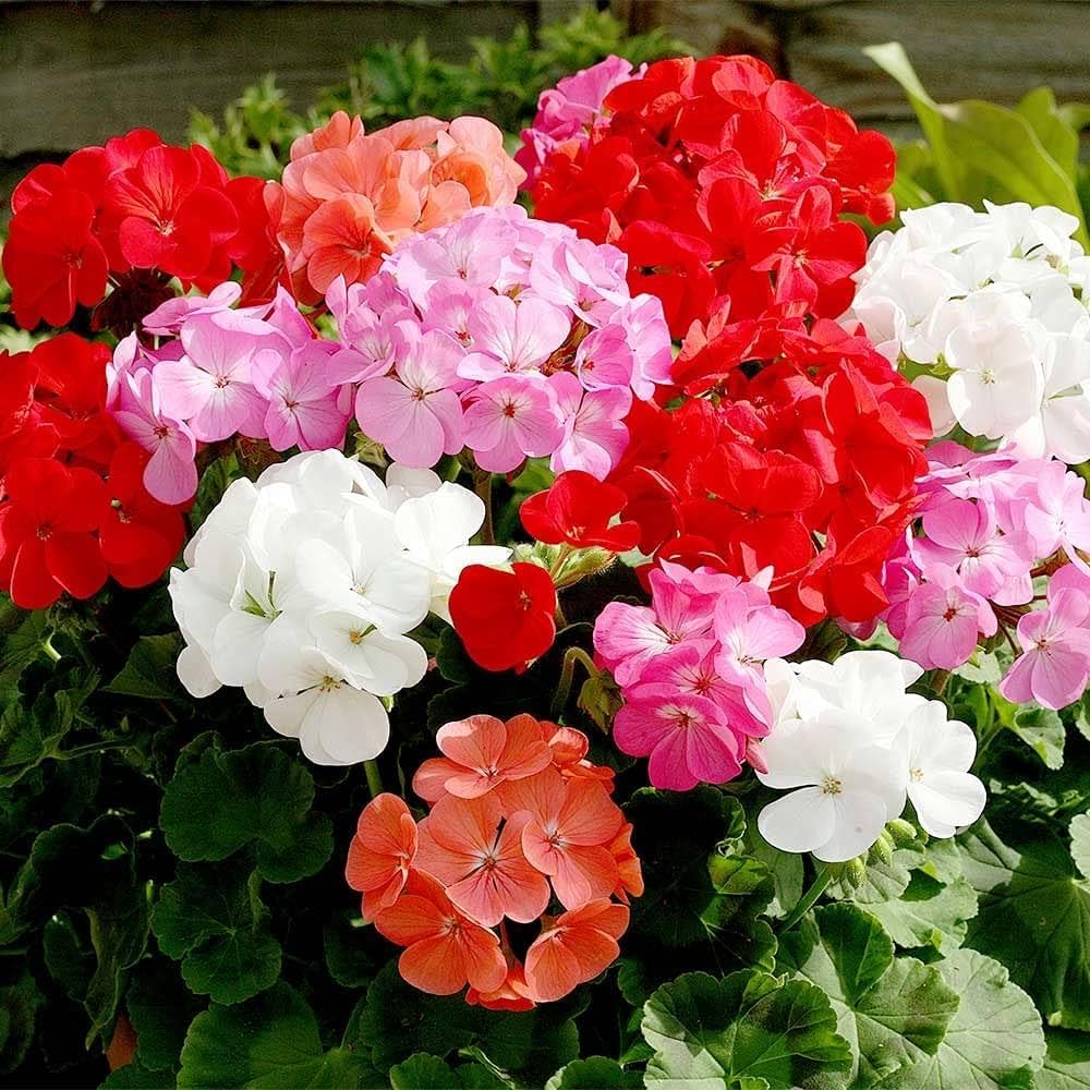 F2 Geranium Zonale Dwarf Mix 1gm (240 Seeds)