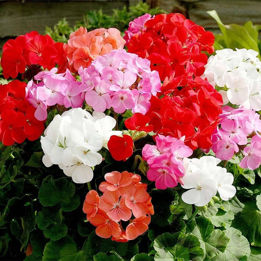 F2 Geranium Zonale Dwarf Mix 1gm (240 Seeds)