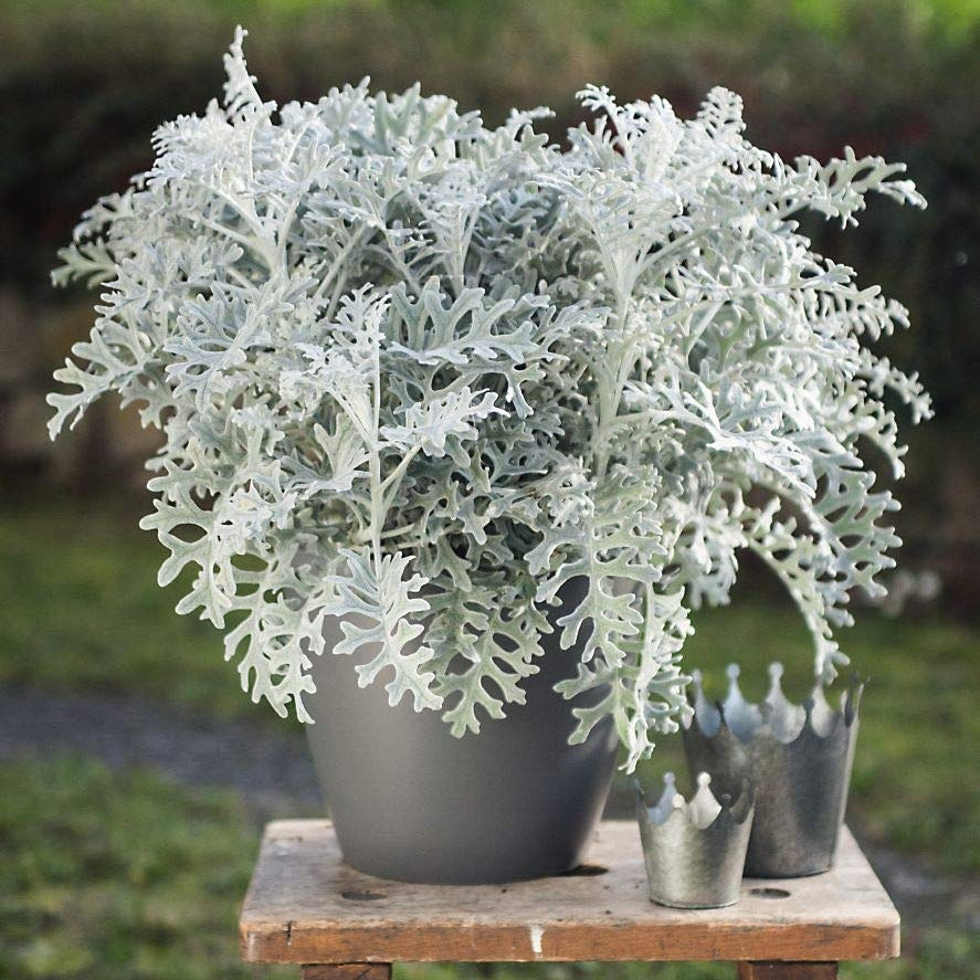 Silver Dust Dwarf 1gm (1800 Seeds)