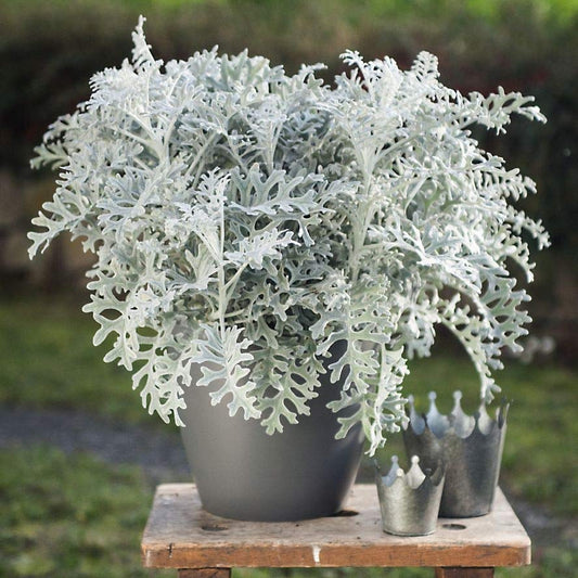 Silver Dust Dwarf 1gm (1800 Seeds)