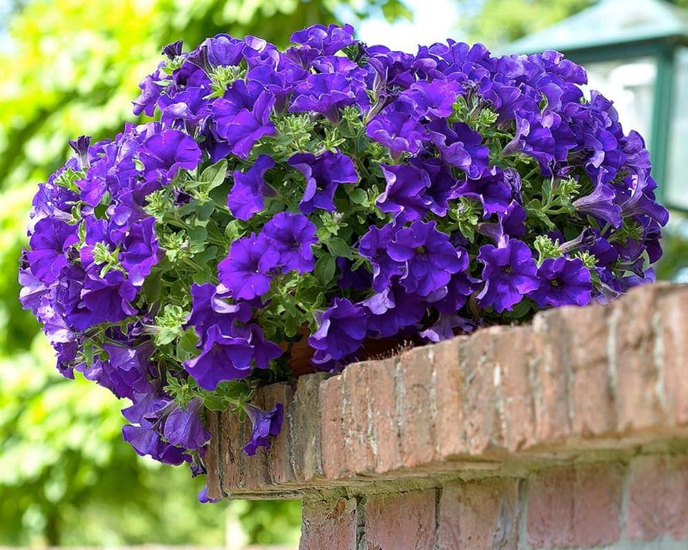 F1 Petunia Grandiflora Viola 1000+ Seeds