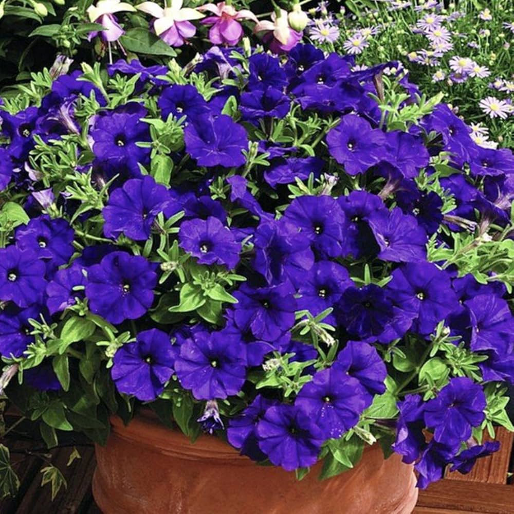 F1 Petunia Grandiflora Viola 1000+ Seeds