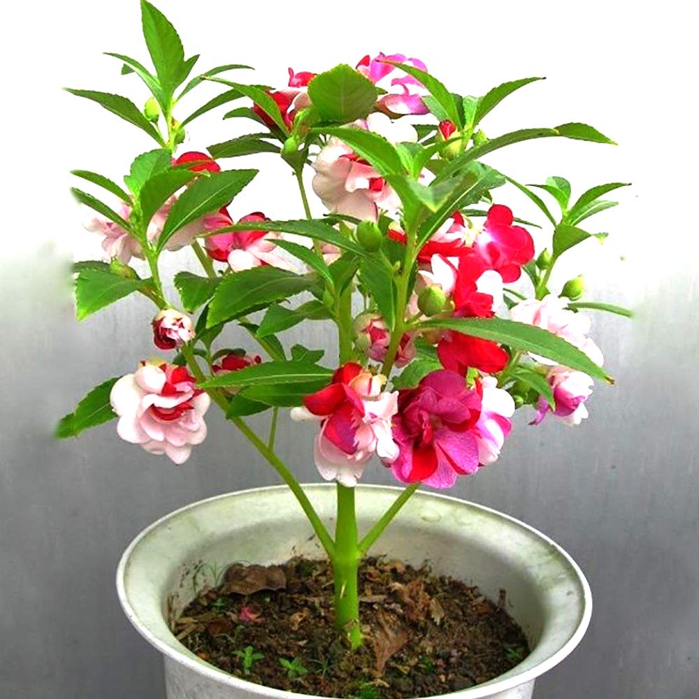 Impatiens Tom Thumb Dwarf 1gm (0157)