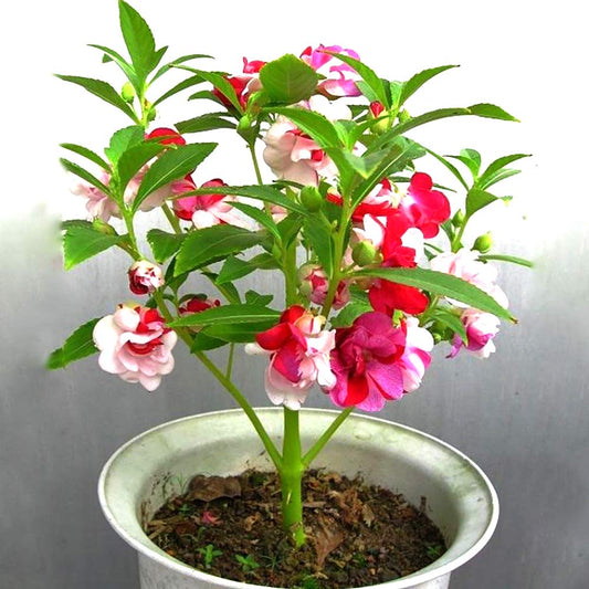 Impatiens Tom Thumb Dwarf 1gm (0157)