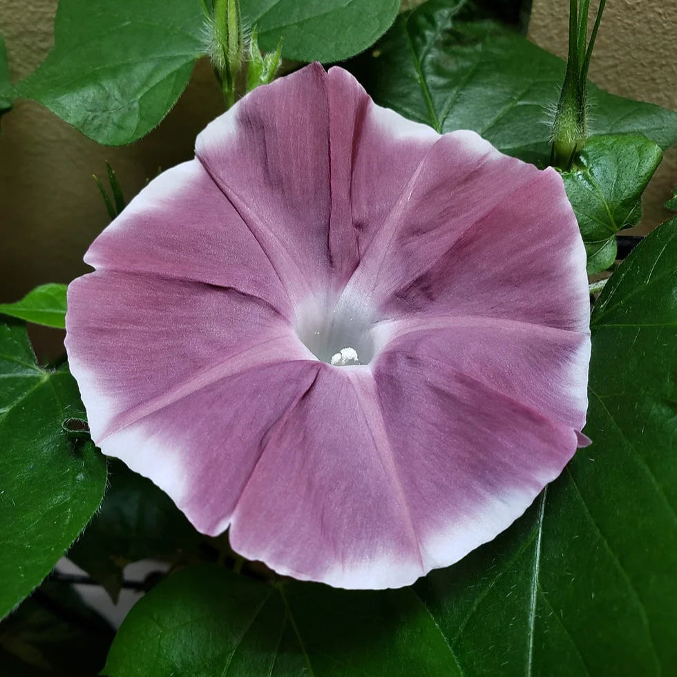 Morning Glory Chocolate 1gm (0155)